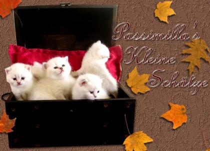 Aus unserer Kittenstube.