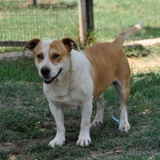Christoph - nicht unbedingt ein Anfängerhund