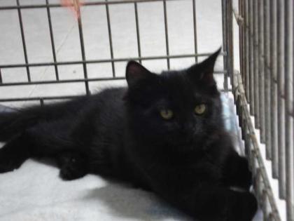 Liebes Katzenkind Laura