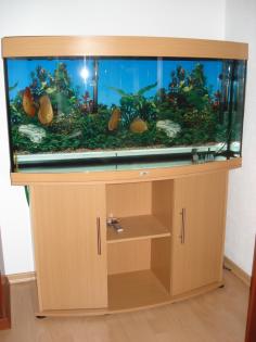 Ein Schmuckstück- Aquarium mit Diskusbesatz