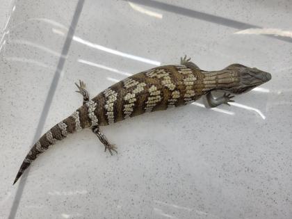 Australische Blauzungenskinke Nachzuchten