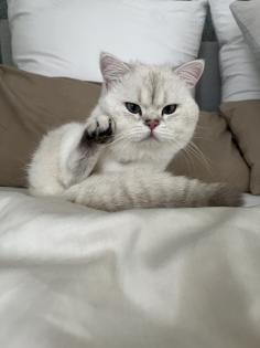 5 Wunderschöne BKH Kitten