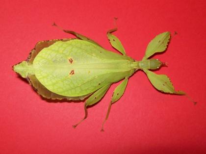 Phyllium siccifolium DAS Wandelnde Blatt