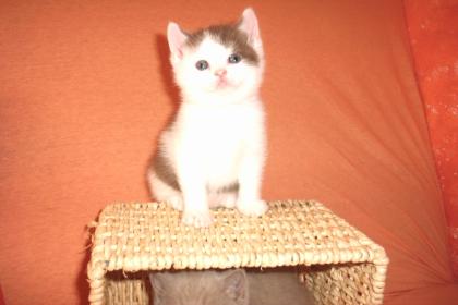 Bkh Kitten
