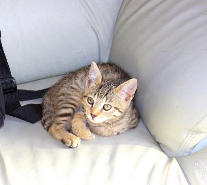 Katzenbaby, Katzenkinder, Kitten, Kätzchen ABGABE