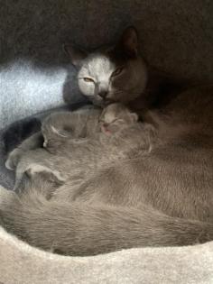 3 Zuckersüße BKH Kitten