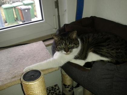 Zwei Katzen zu verschenken