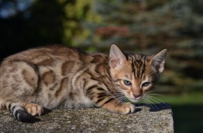 Bengalkitten Abgabe ab sofort