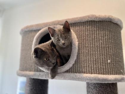 Chartreux, echte Kartäuser Kätzchen