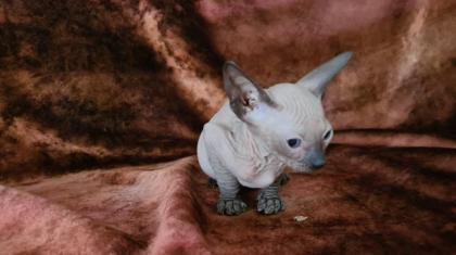 Don Sphynx Kitten Reinrassige mit stammbaum