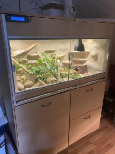 Kornattern mit Terrarium abzugeben