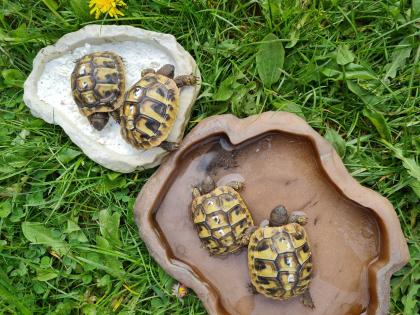 Griechische Landschildkrötenbabys