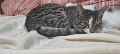 Junger Kater abzugeben