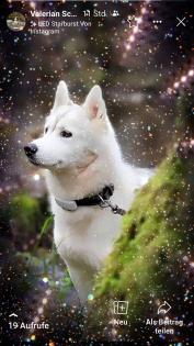 Reinrassige Sibirien Husky