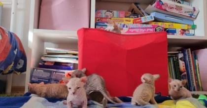 Süße Sphinx kitten