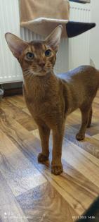 Charmanter reinrassiger 12 Monate alter Abessinier Kater mit Abstammungsurkunde