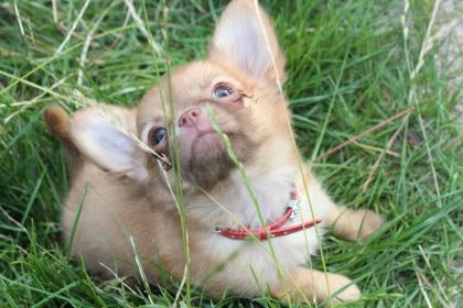 Hochtypvoller Chihuahua DECKRÜDE KEIN VERKAUF 1, 6 kg