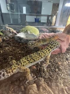 Leopardgeckos Terarrium