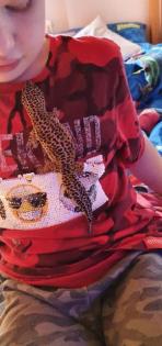 Leopardengecko Familie sucht neue und gemütliche zuhause