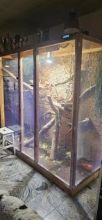 3 Leguane inkluisive Terrarium