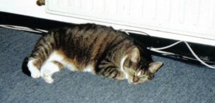 Hauskatze zu verschenken