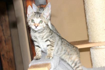 Katzenbaby, Katzenkinder, Kitten, Kätzchen ABGABE