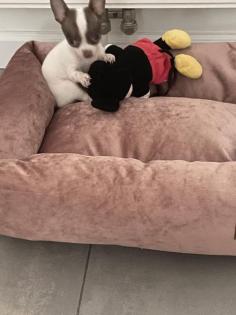 Chihuahua Welpen Mini
