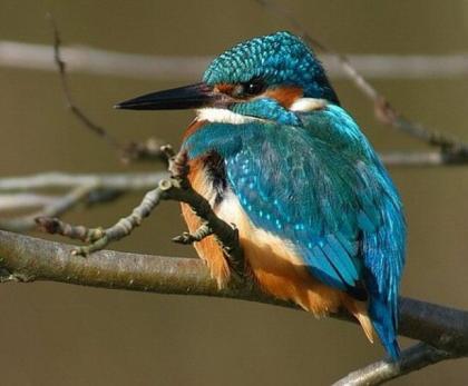 Eisvogel Alcedo atthis