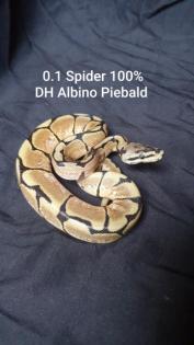 Python Regius Bestandsverkleinerung