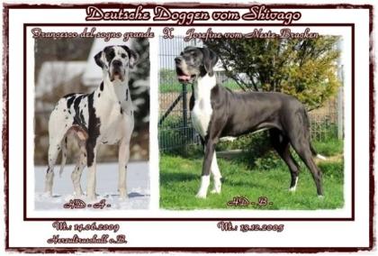 Deutsche Doggen vom Shivago Wurfplanung Mitte August 2021
