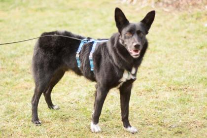 MOBBY - männlich 2 Jahre 10 Monate 49 cm 19 kg Mischling Gechipt Kastriert
