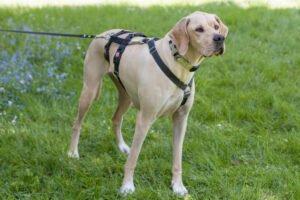 PALOA - weiblich 2 Jahre 60 cm 25 kg Englisch Pointer Gechipt Kastriert Katzenfreundlich