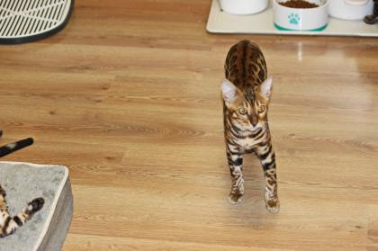 Bengall Katze Benjamin super Charakter