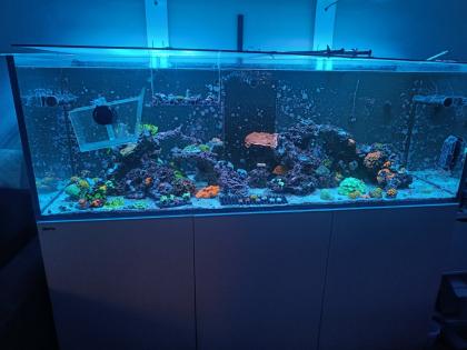 Meerwasseraquarium 750l