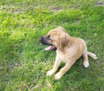 Mischlingswelpen, Cane Corso, Labrador, Dogge