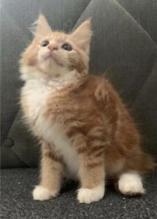 Wunderschöne reinrassige XXL Maine Coon Red Tabby Red White Tabby Katzen Kitten