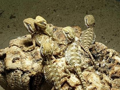 Zwergbartagamen Pogona Henrylawsoni