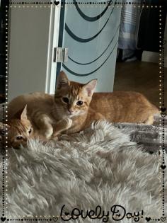 Birma-Hauskatze Mix 1Kater 1Kätzin Kitten