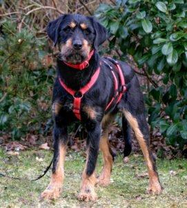 VERONA - weiblich 1 Jahr 52 cm 19 kg Mix Gechipt Kastriert
