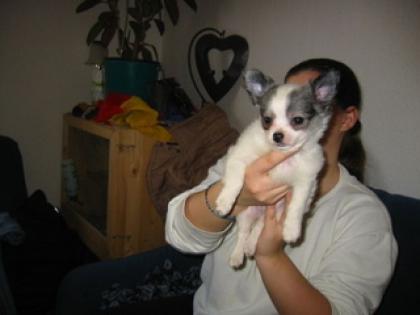 Chihuahuawelpe