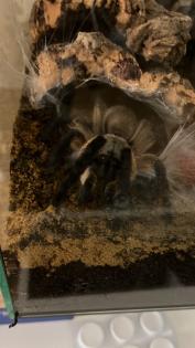 Blaue Jemen-Vogelspinne Monocentropus balfouri