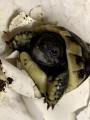 Griechische Landschildkröten abzugeben