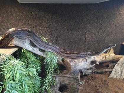 BCI 1. 0/0. 1 CA motley het albino Sharp und mix