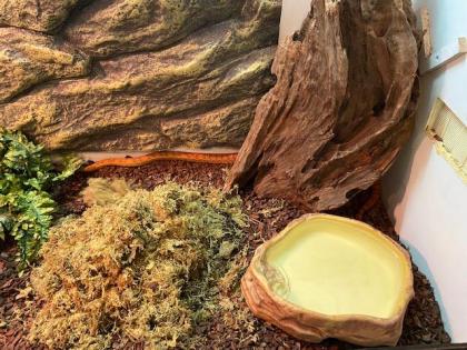 Kornnatter, 2 Jahre alt mit großem Terrarium abzugeben