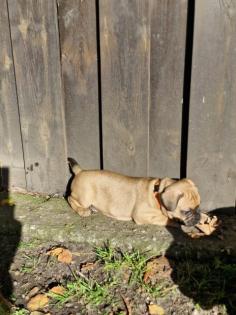Französische Bulldogge Welpen mit Rute