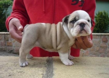Standort von Adorable Englisch BULLDOG Welpen