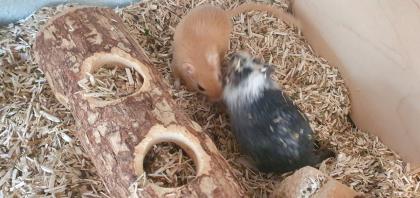 Zwei Rennmäuse mit Terrarium