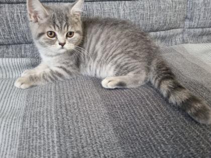 BKH Kitten abholbereit