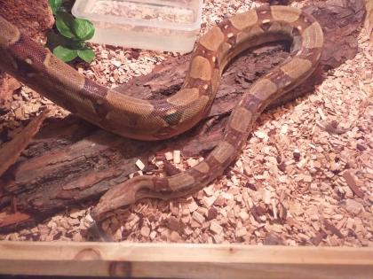 1. 0 Boa Constrictor abzugeben