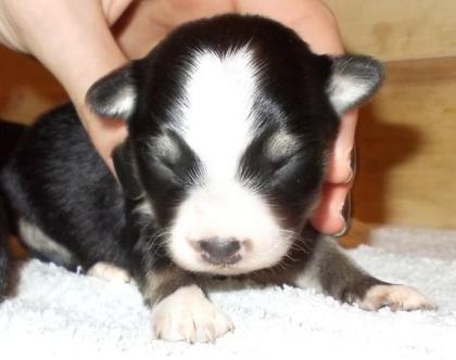 TRAUMHAFTE MINI-AUSSI x CHIHUAHUA MISCHLINGSWELPEN